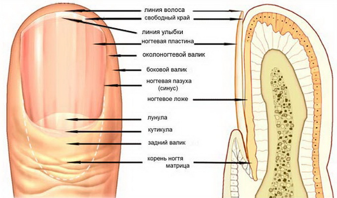 Строение и анатомия ногтей человека (с фото)
