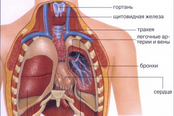 Строение внутренних органов человека и их функции - Владмедицина.ру