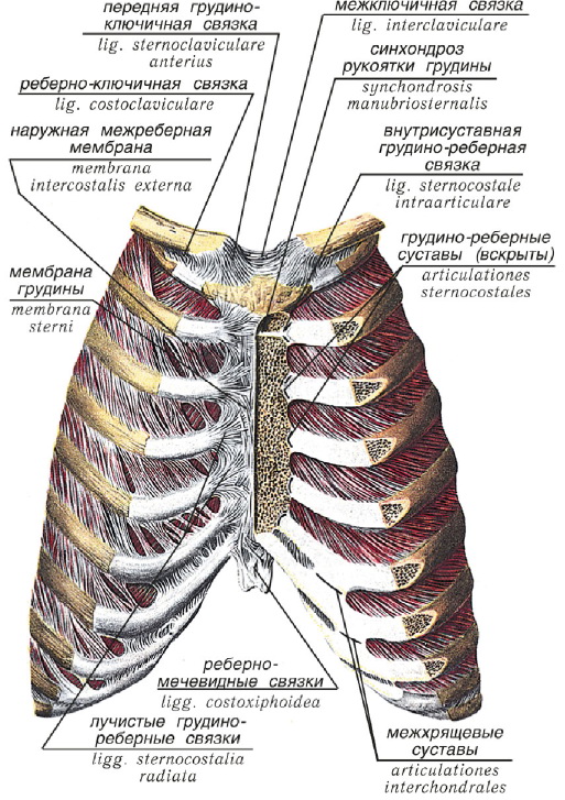 Соединение между ребрами. Грудино реберный сустав. Тип соединения костей в позвоночнике и грудной клетке. Грудная клетка соединение ребер. Соединение ребер с грудиной Тип соединения.