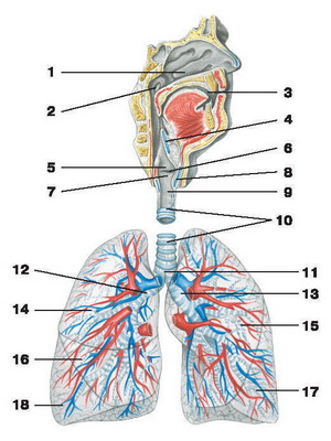 Анатомия и расположение легких и бронхов у человека