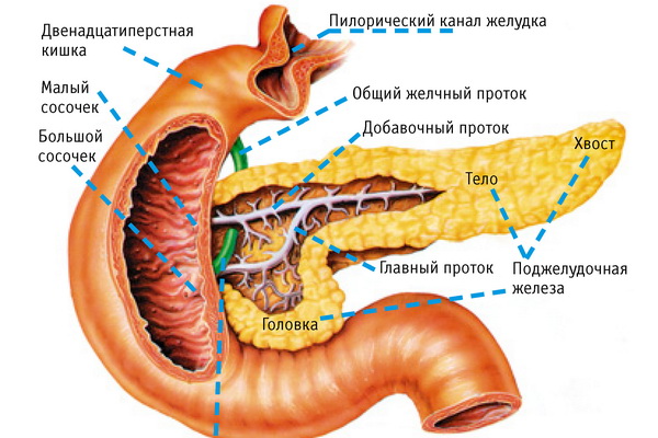 Картинка анатомии поджелудочной железы
