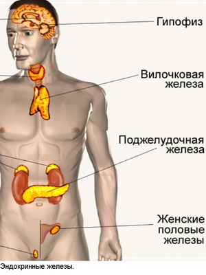 Поджелудочная железа анатомия картинки