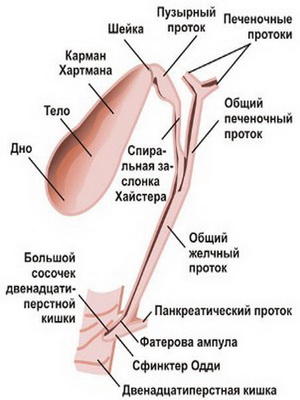 Мышечная оболочка желчного пузыря
