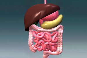 Физиология желудочно-кишечного тракта: как работает ЖКТ человека