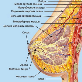Мастопатия молочной железы фото лечение
